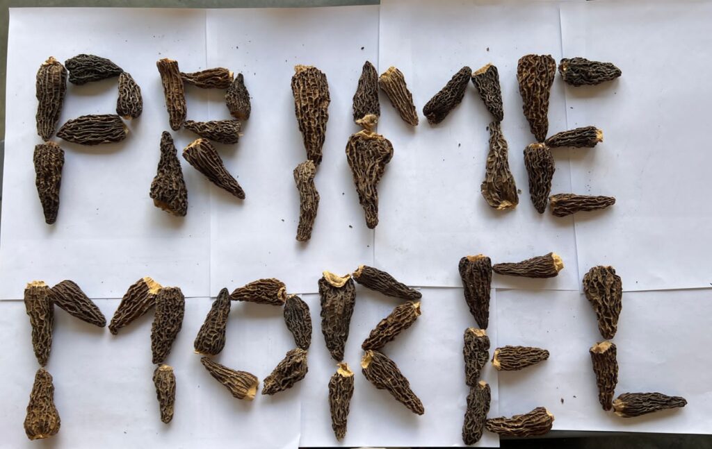 Prime Morels